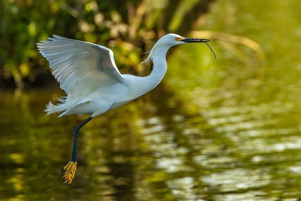 Louisiana-Jefferson Island Flying snowy egret brings stick to build nest